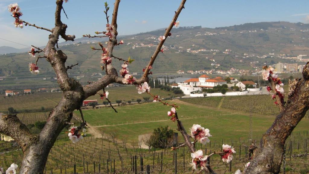 Quinta De Tourais Hotel Ламего Екстериор снимка